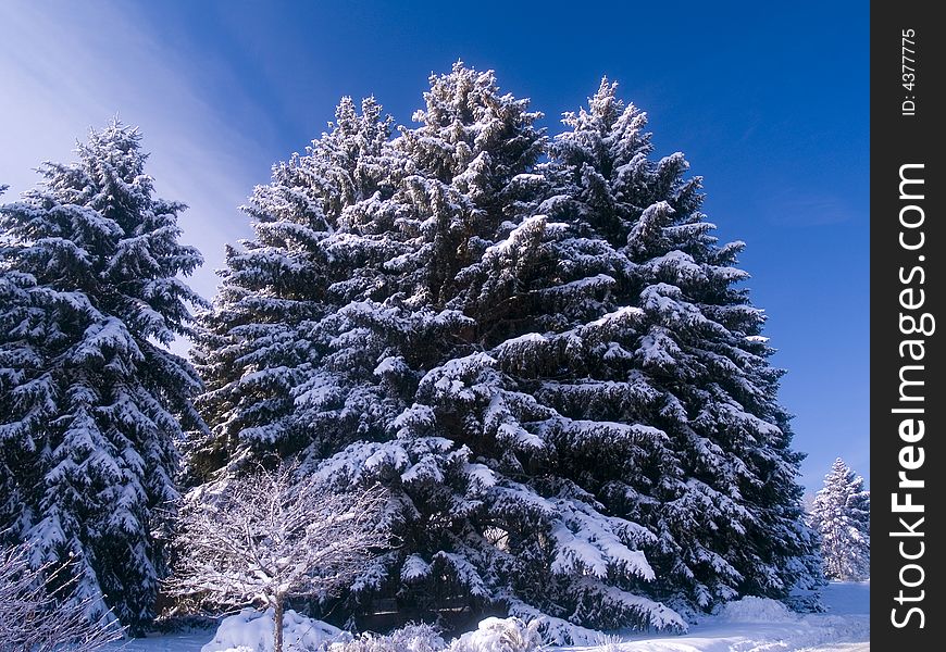 Looking up at frosted evergreens with a crisp winter sky. Looking up at frosted evergreens with a crisp winter sky.