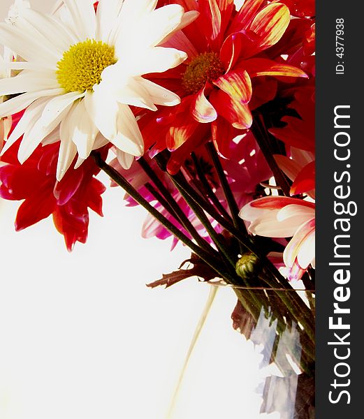 Bouquet of red, white and pink daisies in a glass vase, lit by sunlight, on a white background. Bouquet of red, white and pink daisies in a glass vase, lit by sunlight, on a white background.