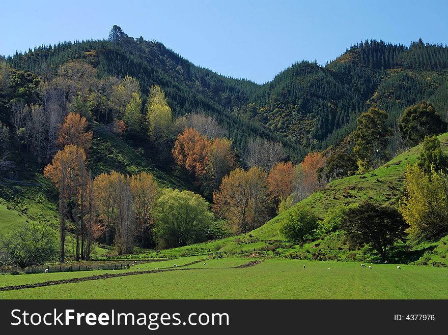 The warm colours of the trees contrast against the vivid green of the pastures in this hilly, rural scene in the north of New Zealand's south island. The warm colours of the trees contrast against the vivid green of the pastures in this hilly, rural scene in the north of New Zealand's south island