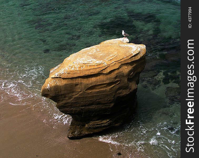 Beach bird sandiego lajolla ocean rock sea stone California sand seagull. Beach bird sandiego lajolla ocean rock sea stone California sand seagull