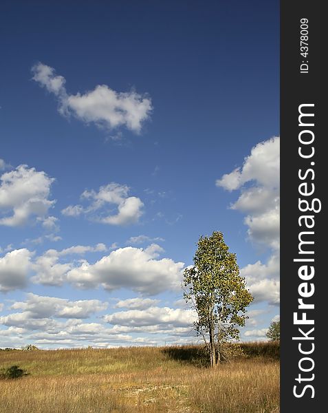 Single tree with cloudy blue sky background. Single tree with cloudy blue sky background
