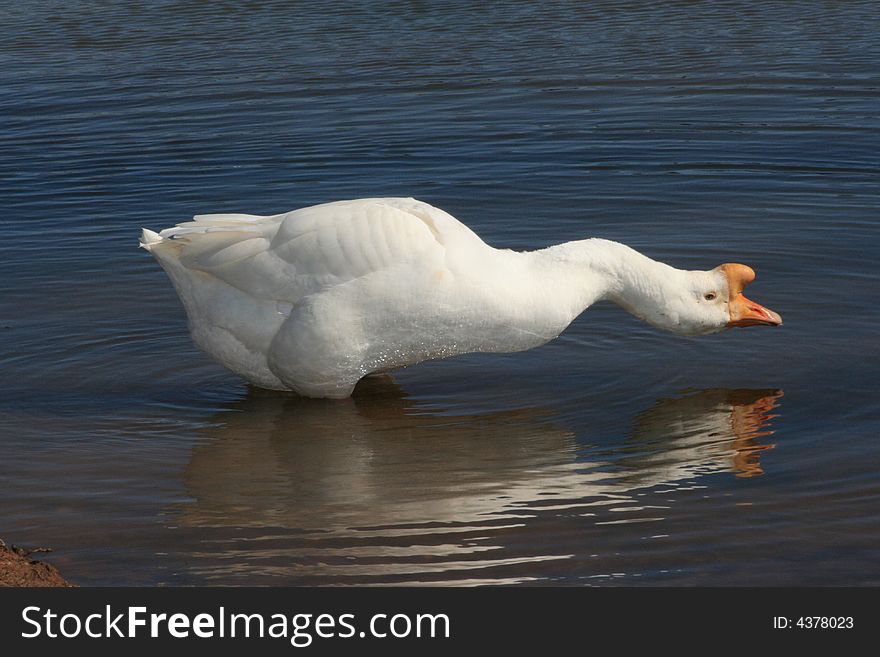 Male Goose Reflection