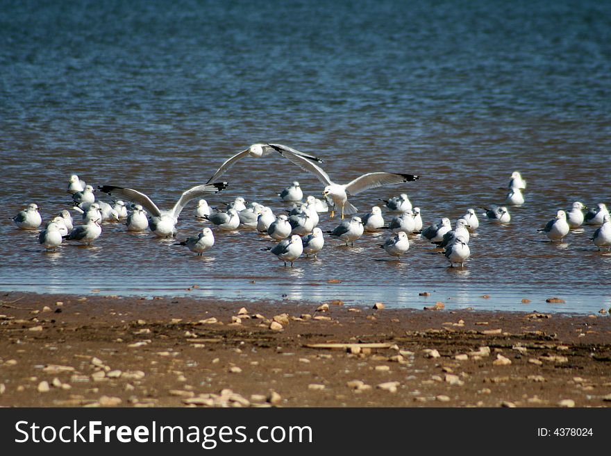 Seagulls gathering on a beach in the winter