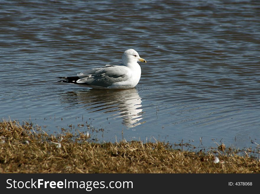 Sea Gull Reflection