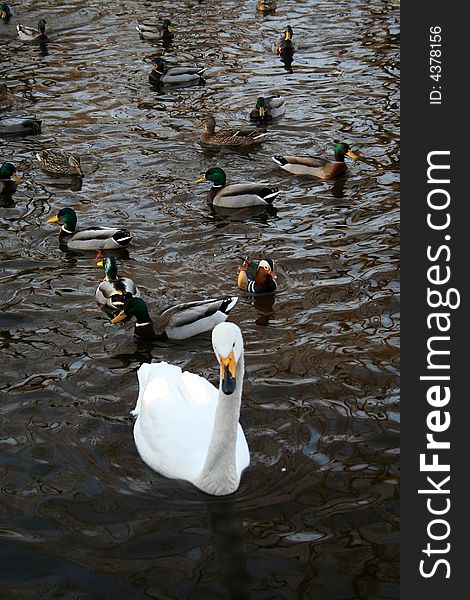 A graceful white swan swim in mandarin duck groups. A graceful white swan swim in mandarin duck groups