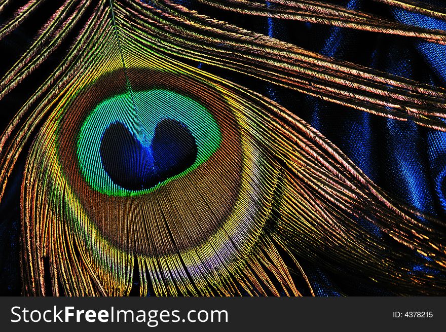 Detail of a peacock feather