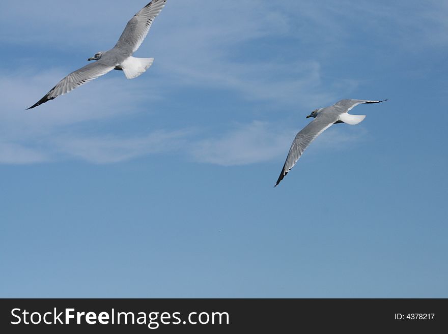 Two birds flying in unison. Two birds flying in unison