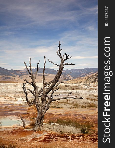 A dead lone tree overlooks Yellowstone National Park. A dead lone tree overlooks Yellowstone National Park