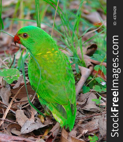 Brilliantly coloured parrot of the Queensland bush. Brilliantly coloured parrot of the Queensland bush