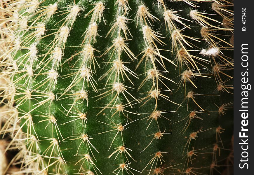 A prickly cactus plant with rocks.