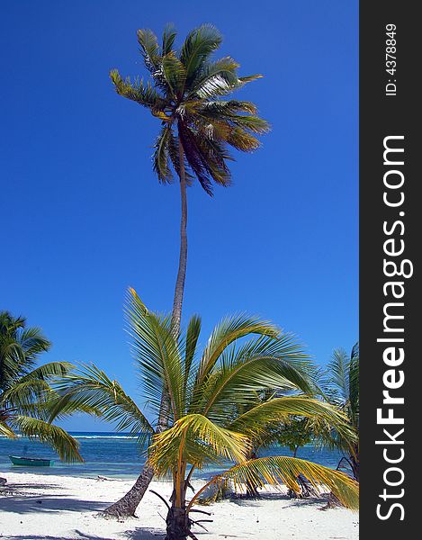 A tropical beach with palm move by the wind , white sand and blue sky. A tropical beach with palm move by the wind , white sand and blue sky