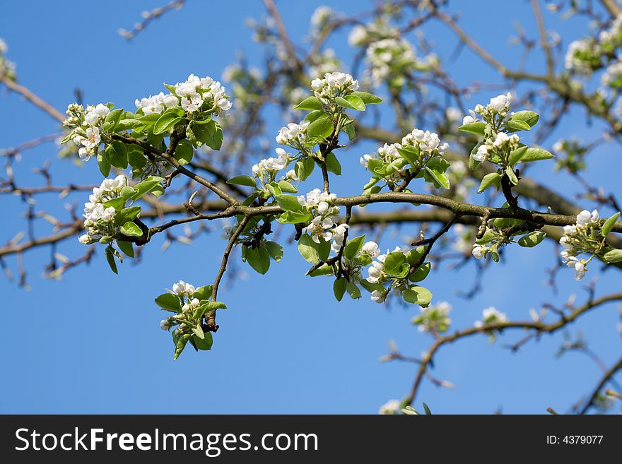 Blooming tree branch against clear blue sky. Blooming tree branch against clear blue sky.