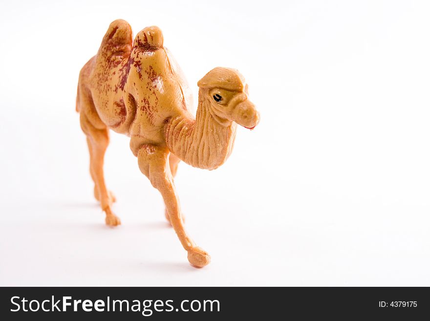 Camel