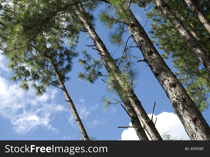 Scene of a forest with deep for the sky. Scene of a forest with deep for the sky