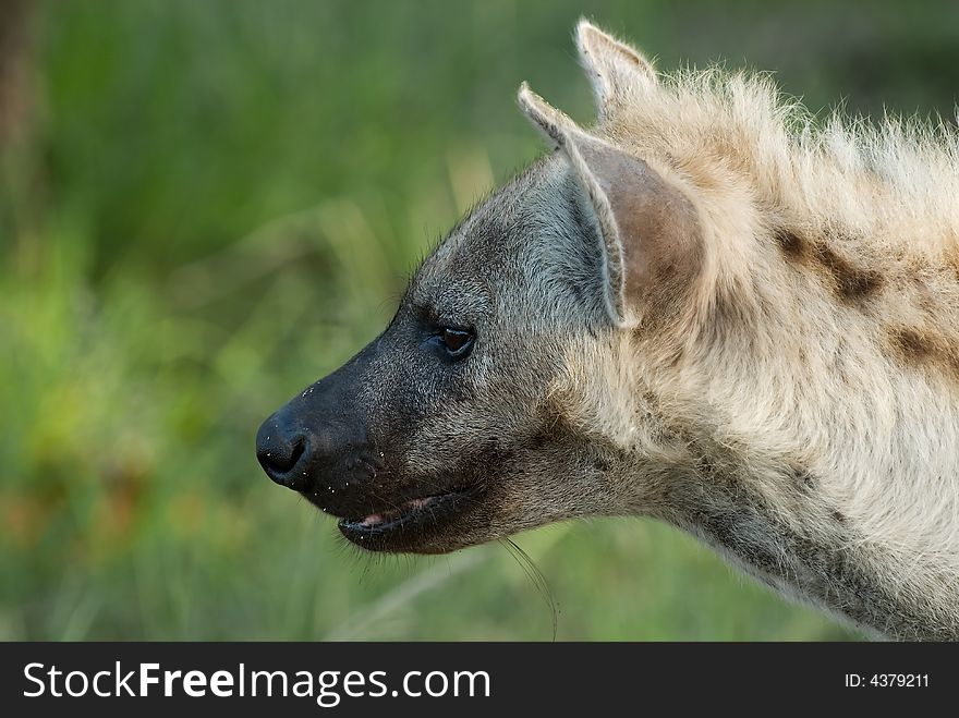 Profile shot of a female hyena in a Southern African reserve. Profile shot of a female hyena in a Southern African reserve.