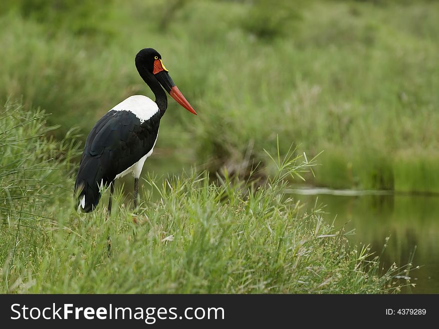 Saddle-billed stork at a small river in a southern African reserve.