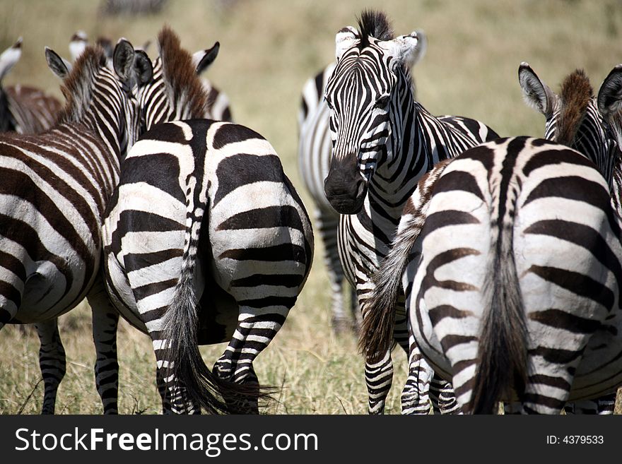 Zebra in the grass of the Masai Mara Reserve (Kenya). Zebra in the grass of the Masai Mara Reserve (Kenya)