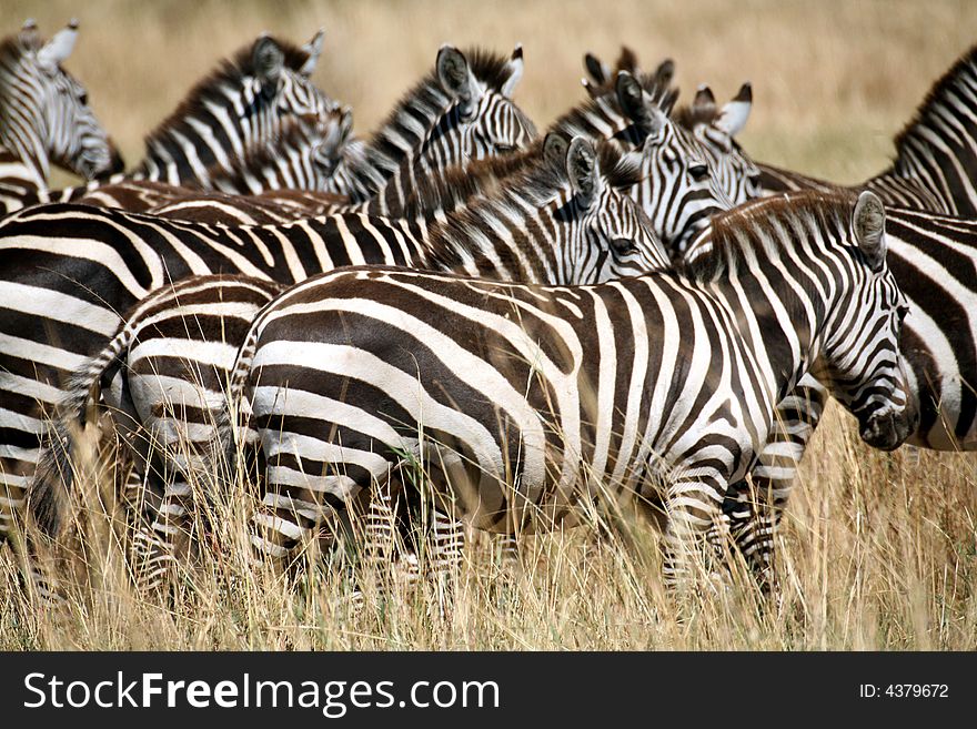 Zebra in the grass of the Masai Mara Reserve (Kenya). Zebra in the grass of the Masai Mara Reserve (Kenya)