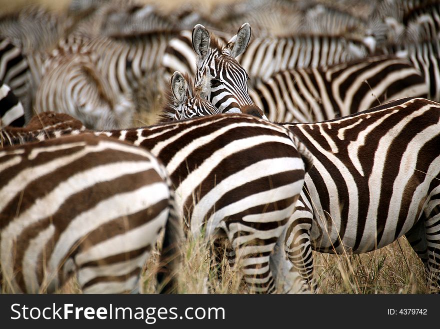Zebra in the grass of the Masai Mara Reserve (Kenya). Zebra in the grass of the Masai Mara Reserve (Kenya)