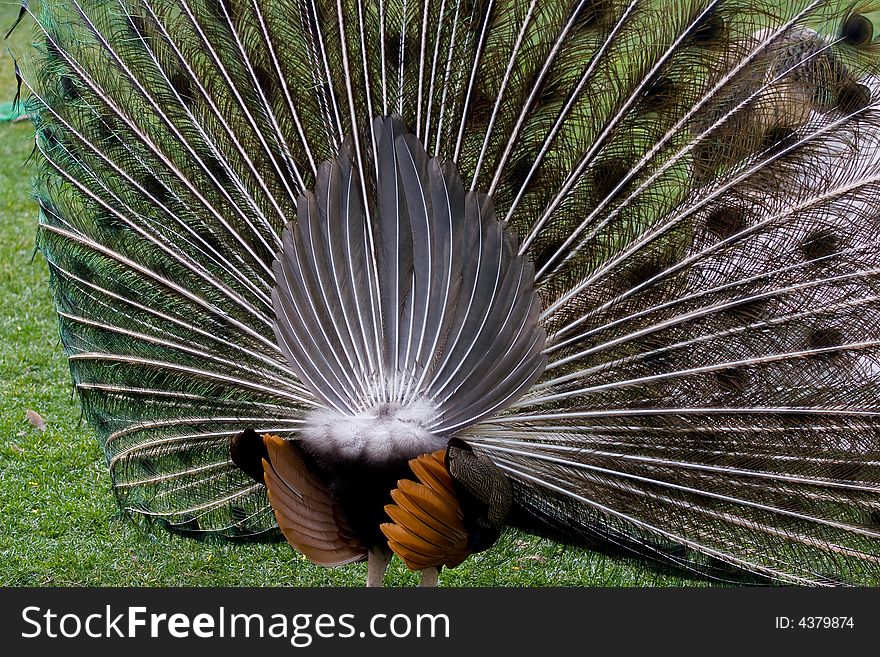 The term peafowl can refer to the two species of bird in the genus Pavo of the pheasant family, Phasianidae. They are best known for the male's extravagant tail, which it displays as part of courtship.