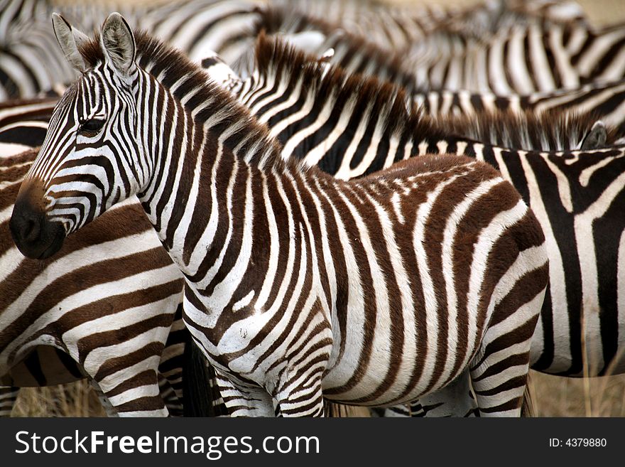 Zebra in the grass of the Masai Mara Reserve (Kenya). Zebra in the grass of the Masai Mara Reserve (Kenya)