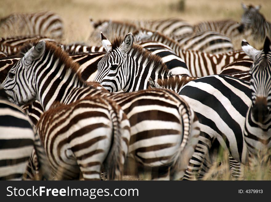 Zebra in the grass of the Masai Mara Reserve (Kenya). Zebra in the grass of the Masai Mara Reserve (Kenya)