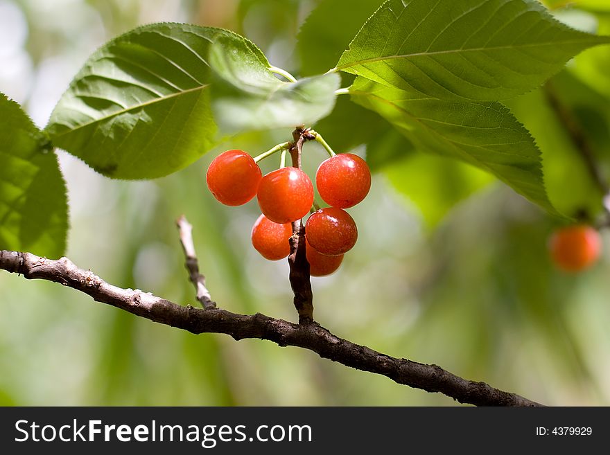 Cherry is ripe with the tree. Cherry is ripe with the tree
