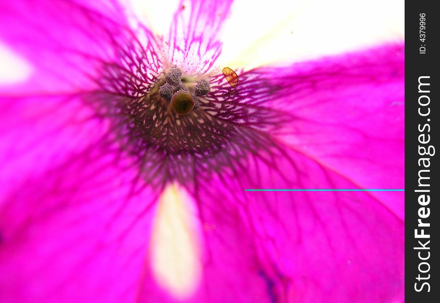 Petunia - a pink flower in makro mode