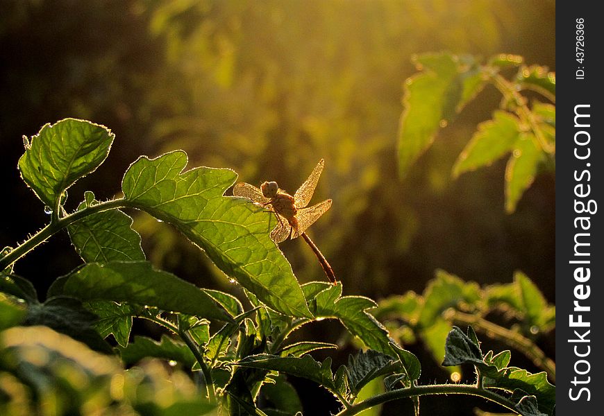 Silence in the light of the morning rays. Silence in the light of the morning rays