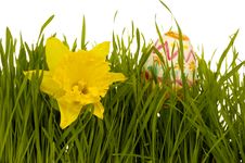 Daffodil And Easter Egg Royalty Free Stock Photo Daffodil And Easter Egg Royalty Free Stock Photo