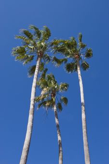 Palm Trees Stock Images