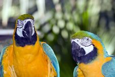 Parrots Royalty Free Stock Photo Parrots Royalty Free Stock Photo