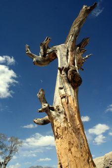 Free Dry Rot Tree Stock Photos - 4386633