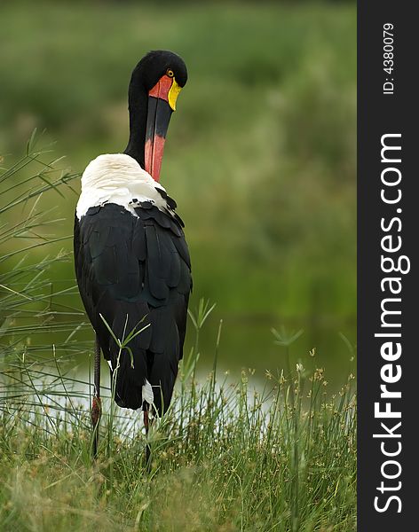 Preening saddle-billed stork taken in a South African reserve