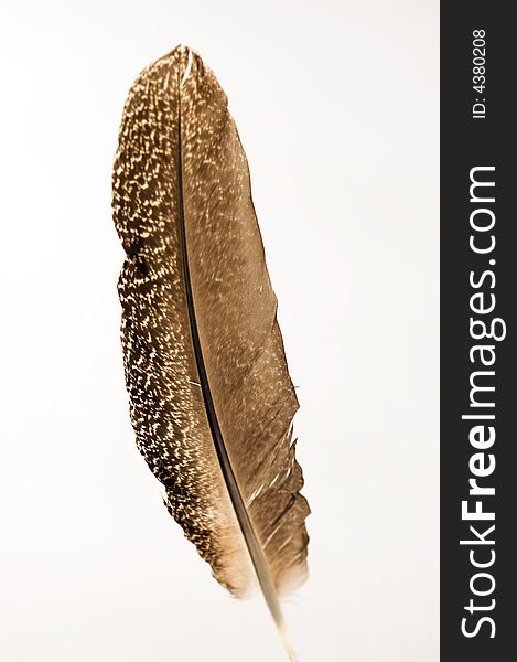 Brown spotted feather of a bird. Isolated on a white bacground. Brown spotted feather of a bird. Isolated on a white bacground.