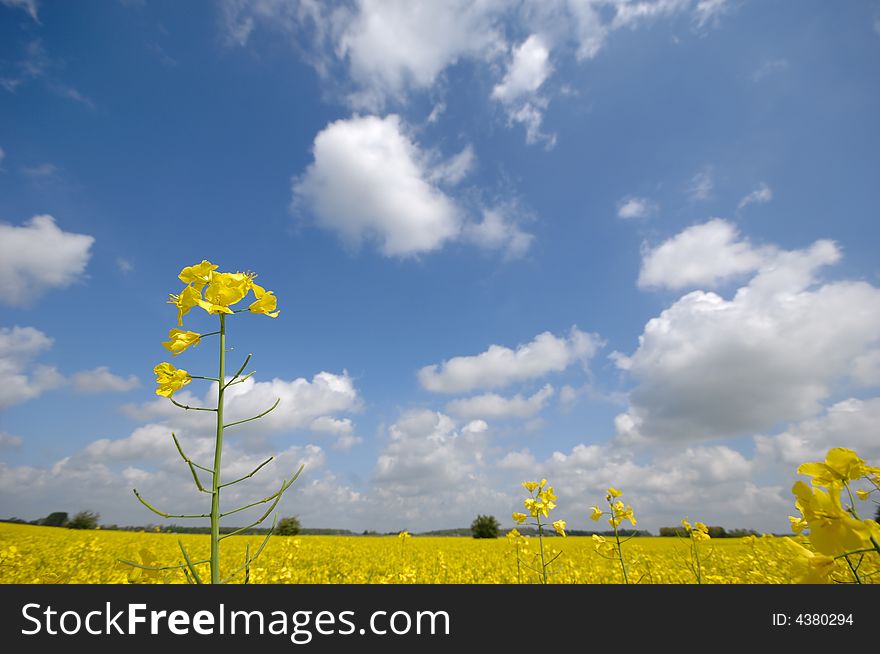 Yellow Rape Flower And Clouds