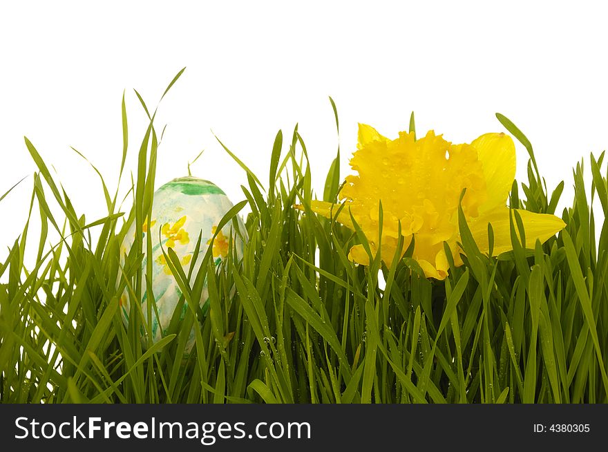 Easter egg and daffodil in green fresh grass. Taken on a clean white background.