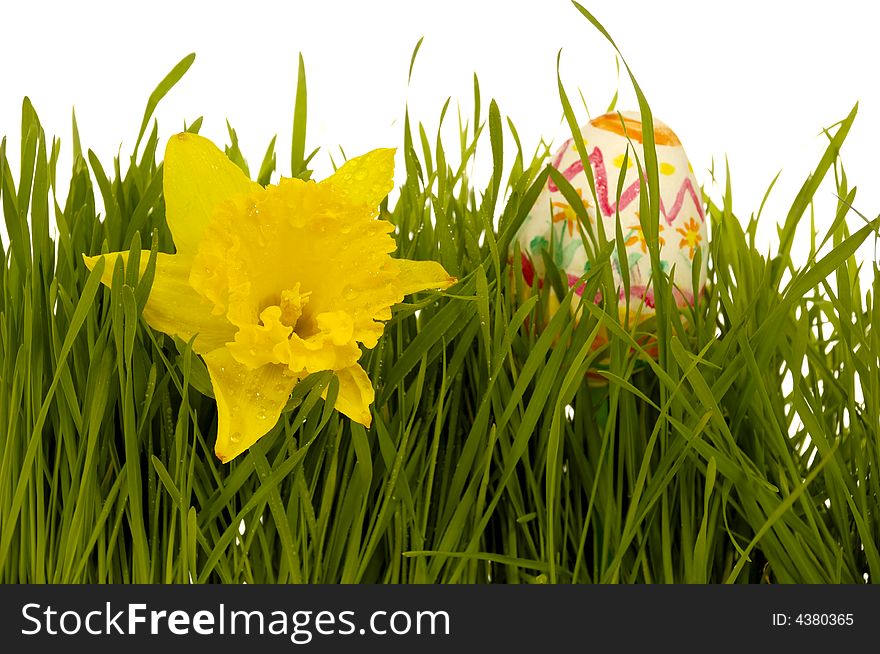 Painted easter egg and yellow daffodil in grass on a clean white background. Painted easter egg and yellow daffodil in grass on a clean white background.