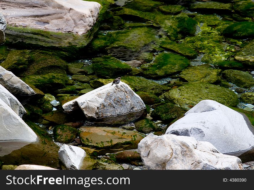 A bird stand a stone,a stone in the water. A bird stand a stone,a stone in the water