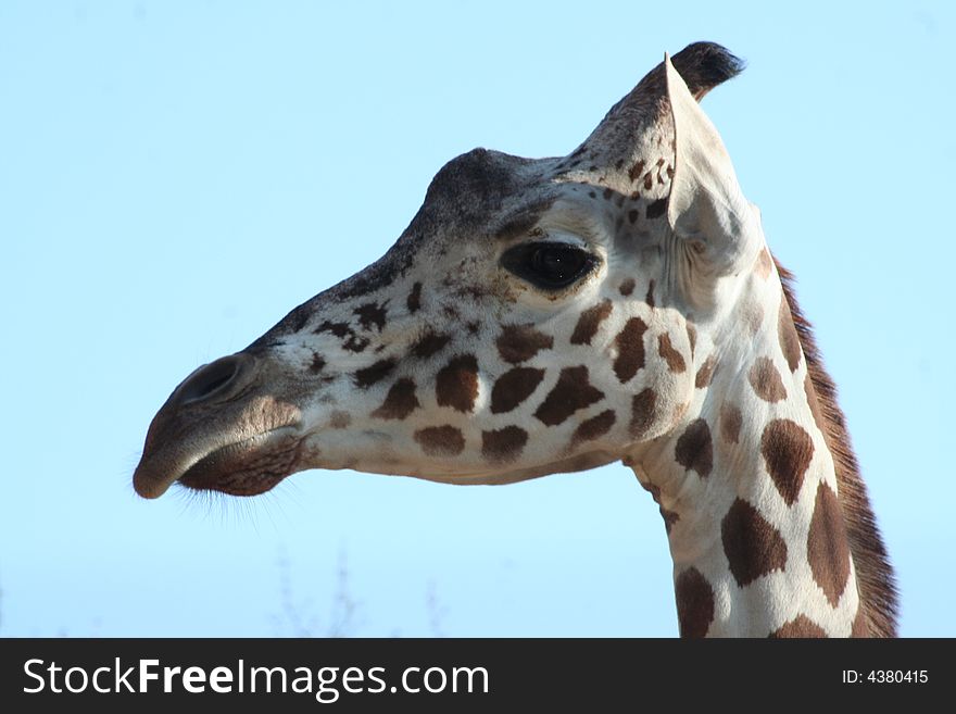 Beautiful portrait of an adult giraffe in a zoo. Beautiful portrait of an adult giraffe in a zoo