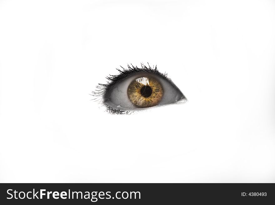 Macro image of an eye.  Isolated in white background. Macro image of an eye.  Isolated in white background.