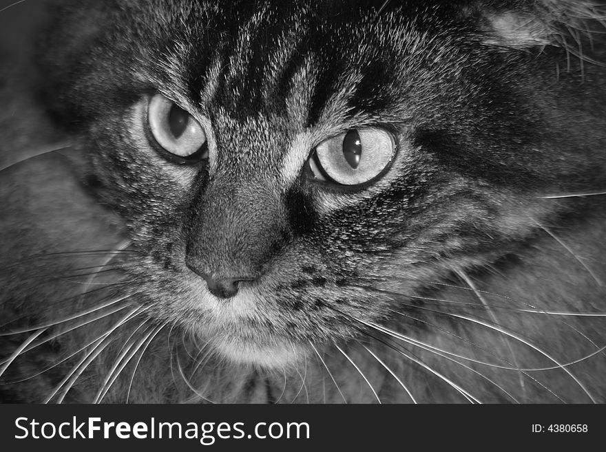 Black and white portrait of a beautiful main coon cat. Black and white portrait of a beautiful main coon cat
