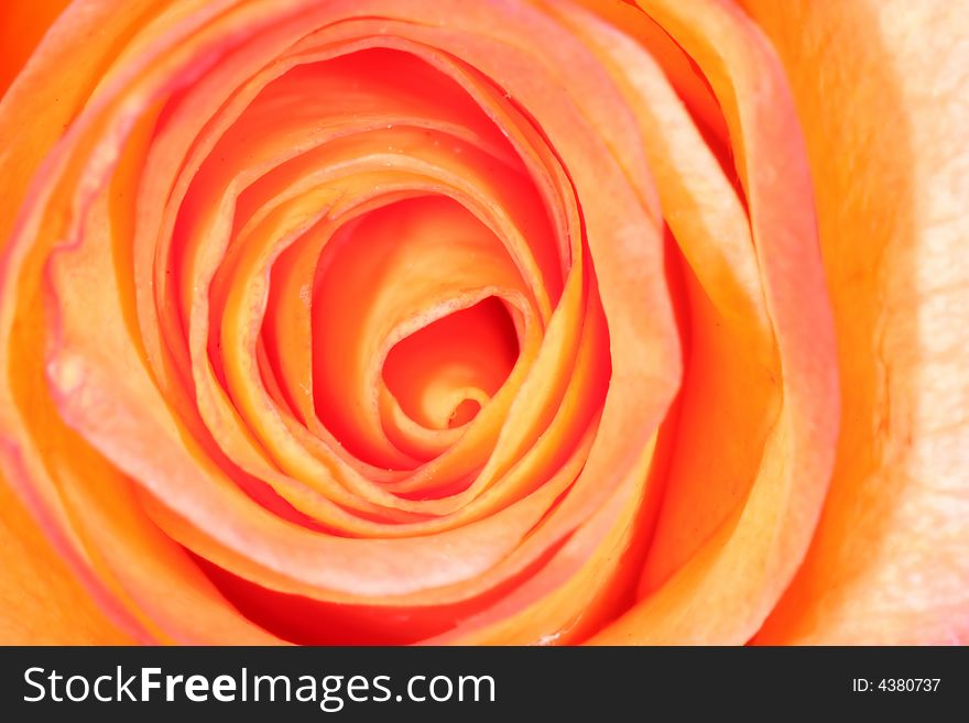 Macro of beautiful red rose
