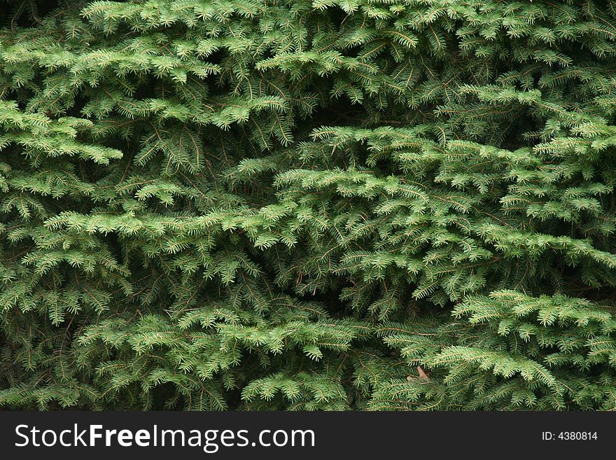 Detail from a spruce tree. Detail from a spruce tree