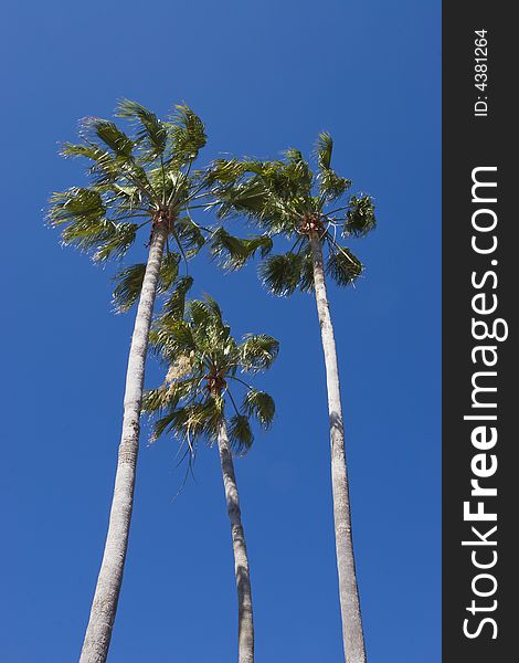 Isolated palm trees against a sharp blue sky.