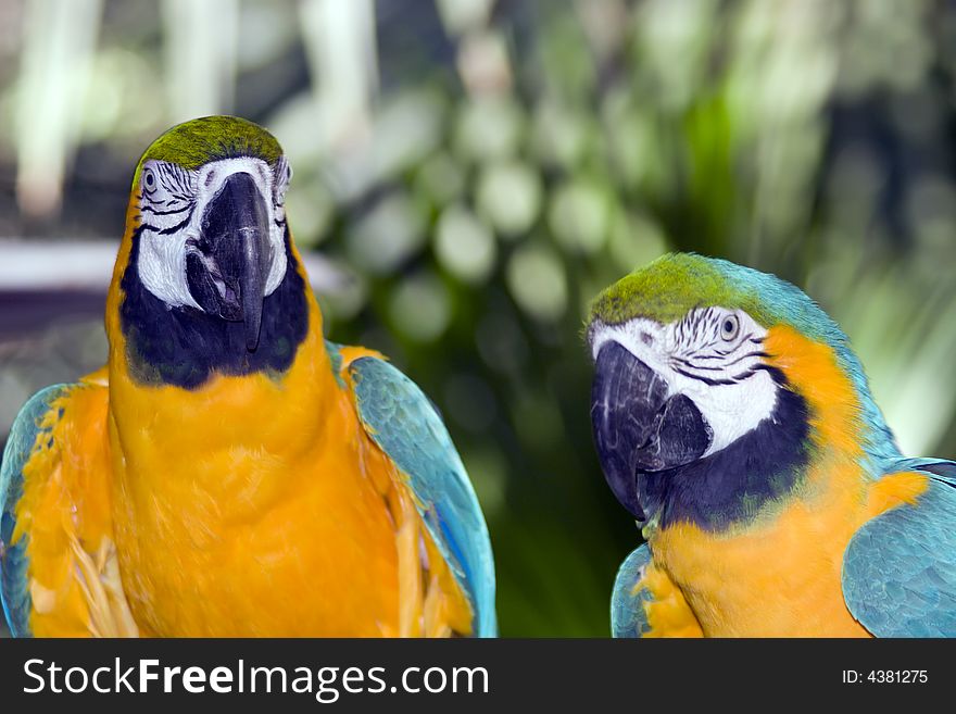 Closeup shot of parrots in a zoo.