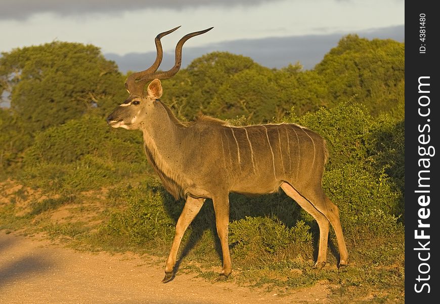 Early Morning Kudu