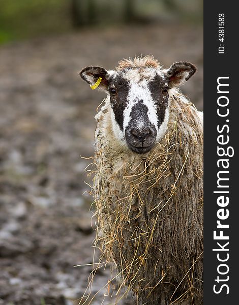 Forlorn looking sheep in mud