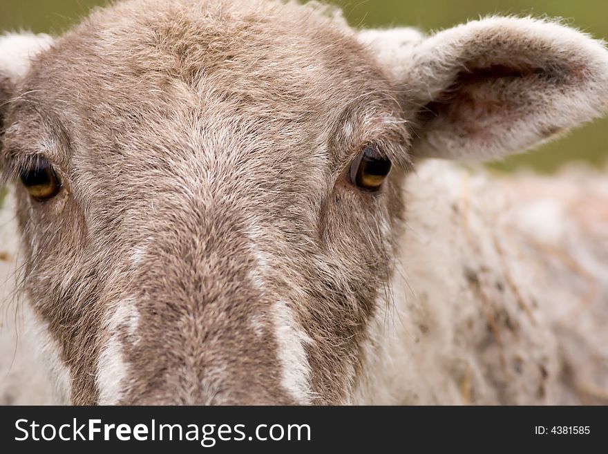 Close up of sheeps head,focus on eyes