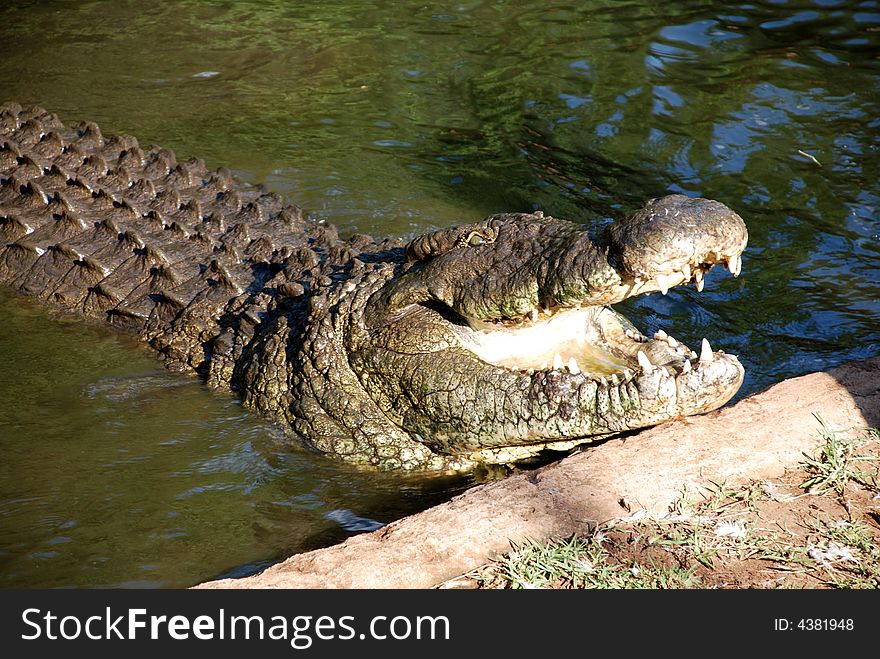 Wild crocodile with open mouth in water